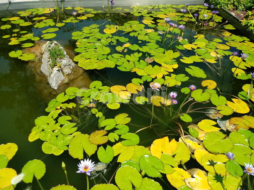 수련,다년생초본식물,수생식물,이판화,쌍자엽식물,자우련,waterlily