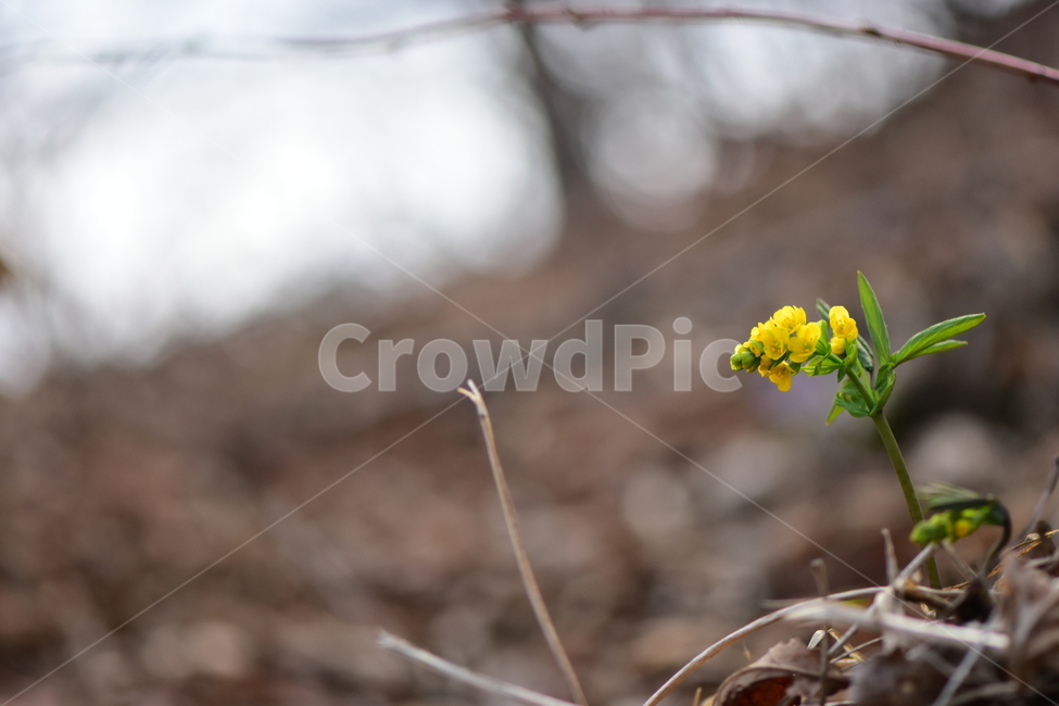 한계령풀,야생화,봄,꽃,풀꽃,자연,식물,식생,plants,nature,spring,season,flower