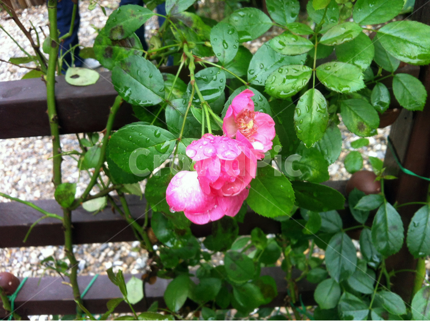 장미,이슬,물방울,꽃,로즈,잎사귀,나무,꽃나무,leaf,rose,red,flower,정원,garden,식물,자연,plants,nature,꽃,flower