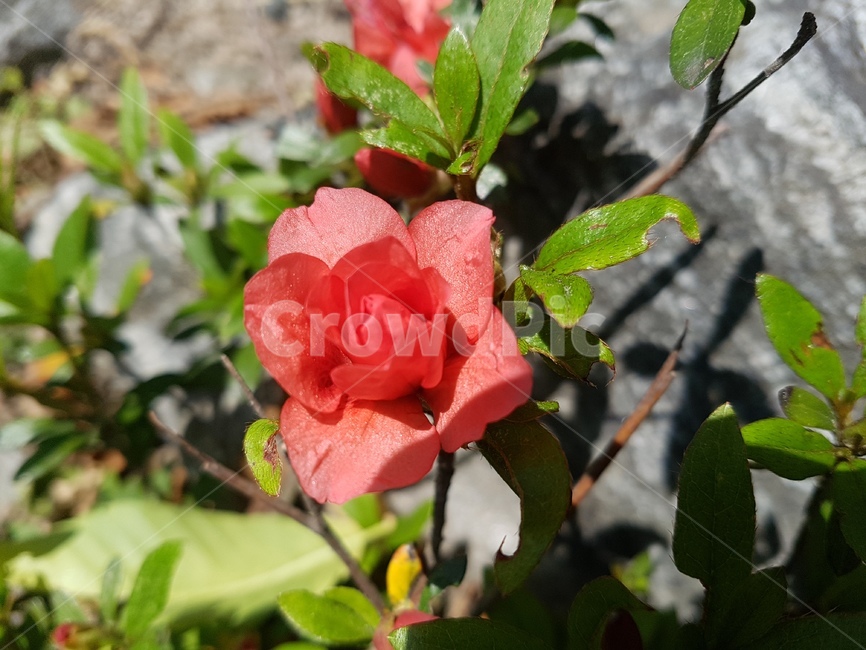 plant,식물,flower,꽃,blossom,철쭉,봄꽃