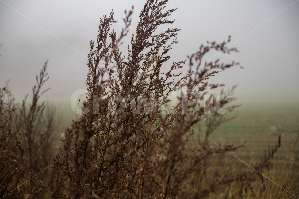 가을,풀,안개,자연,야생화,가을,계절,fall,autumn,season,식물,자연,plants,nature,grass,잔디,plant
