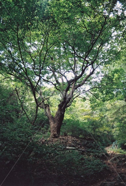 나무,식물,계절,여름,자연,tree,treebranches,plants,nature,자연,풍경,nature,landscape,plant,tree trunk,나무 줄기
