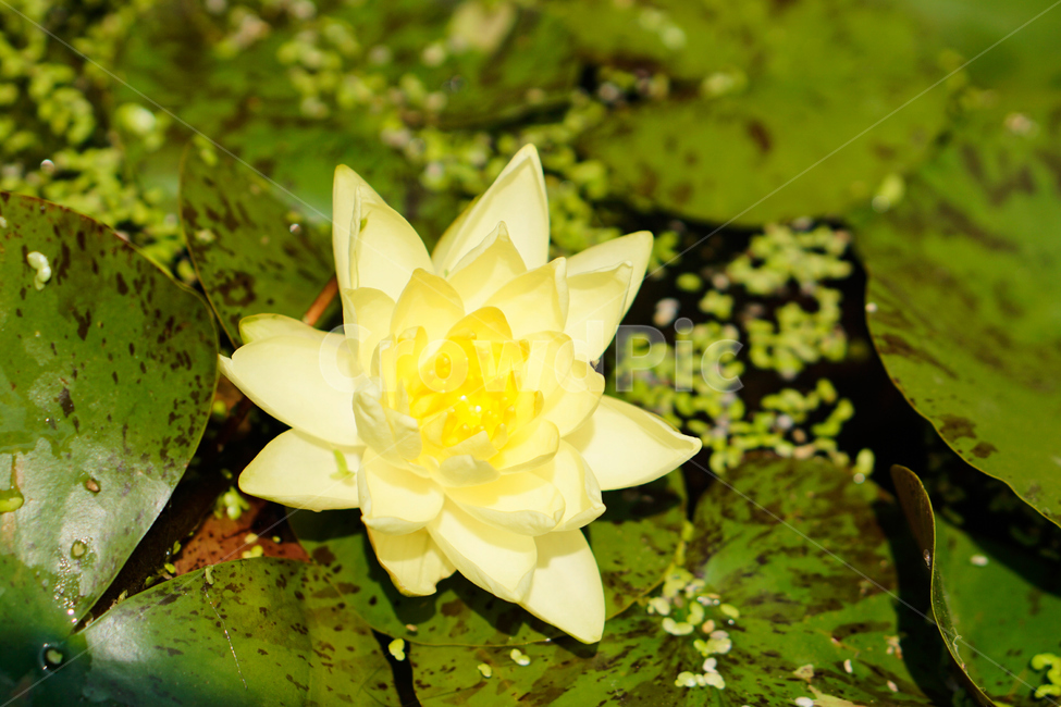 연꽃,노란연꽃,화분,식물,생화,flower,plant,Lotus,수련,Yellowlotus,nature,자연,연잎,꽃잎,yellowflower