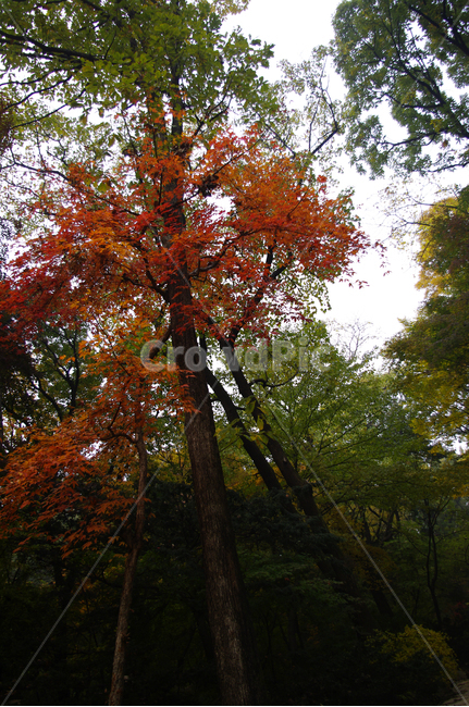 길,가을,fall,나무,식물,plant,단풍,잎,가을,계절,fall,autumn,season,자연,풍경,nature,landscape,tree,leaf