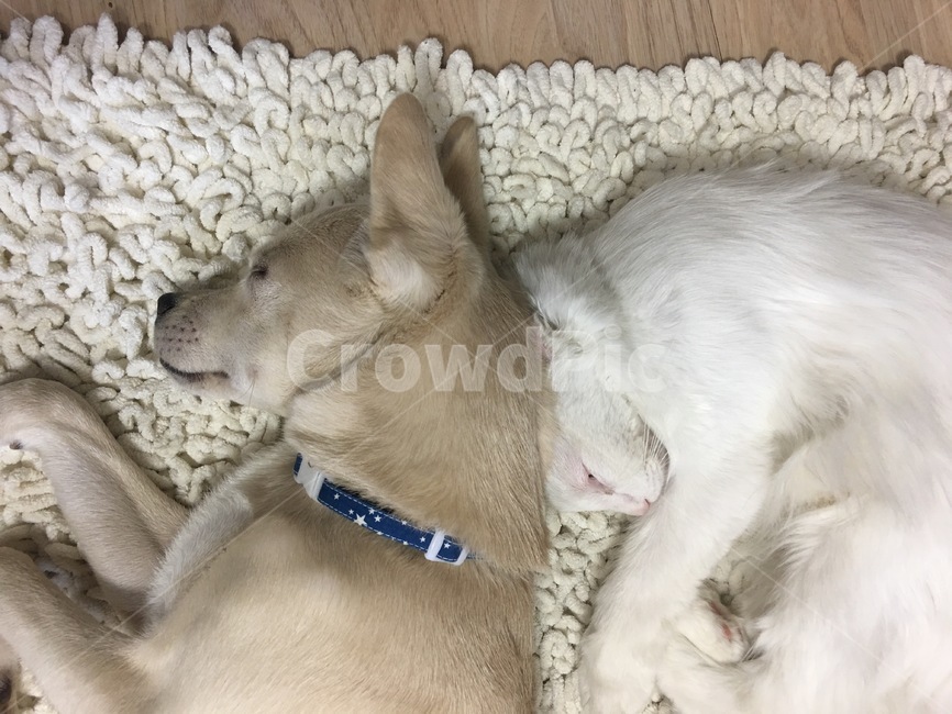 강아지,고양이,잠,낮잠,사이좋음,우정,믹스견,페르시안고양이
