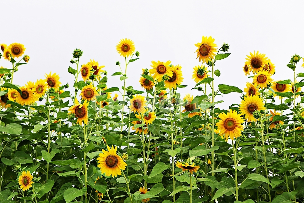 해바라기,꽃,꽃잎,씨,해바라기씨,큰꽃,가을꽃,공원,자연,식물,자연,plants,nature,꽃,flower