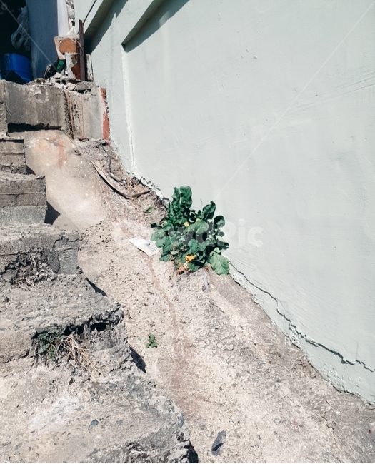민들레,햇살,색감,길거리,색배합,식물,자연,plants,nature