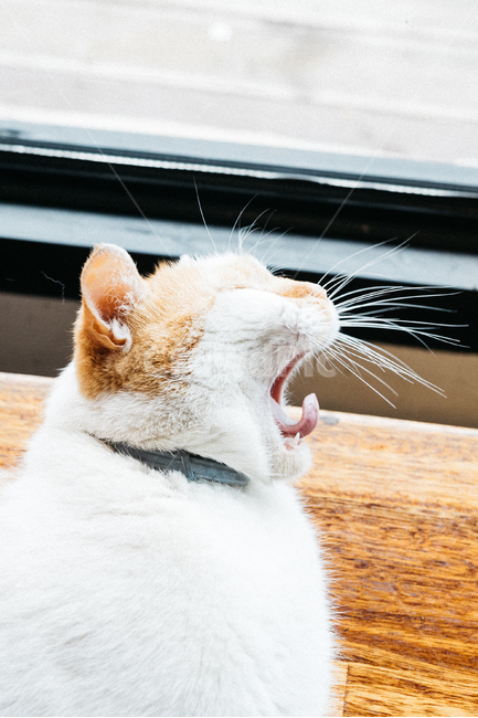 고양이,야옹이,냥,길냥이,꽃냥,동물,야옹,cat,캣,동물,animal,포유류,mammal,고양이,cat,kitten,kitty,감성,sensible,feeling,휴식,힐링,rest,relaxation,healing