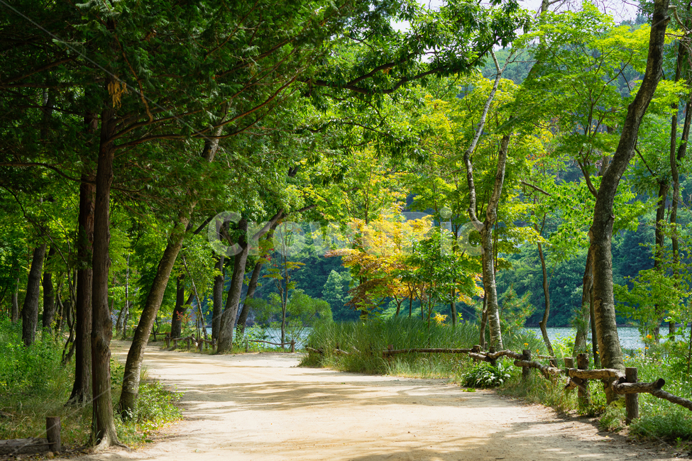 숲길,길,나무,산림,녹색,forest,path,road,tree