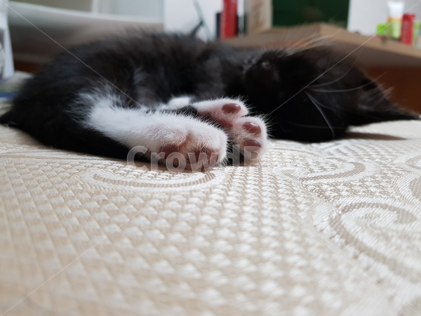 고양이,고양이발,코숏,새끼고양이,잠자는고양이,검은고양이,동물,animal,포유류,mammal,고양이,cat,kitten,kitty