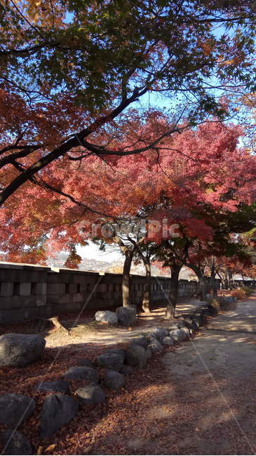 단풍,나무,자연,산,가을,가을,계절,fall,autumn,season,tree,plant,식물,maple
