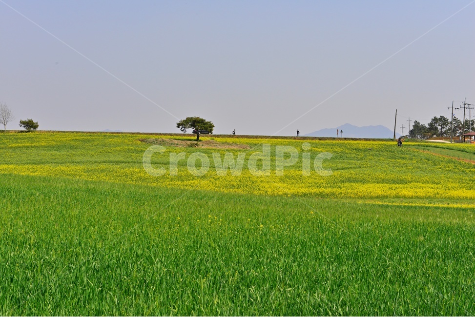 전북,고창,청보리밭농원,학원농장,유채밭,유채꽃,봄,계절,field,들,grassland,outdoors,옥외,nature,자연,rural,농촌,farm,농장,meadow,목초지,human,인간,person,사람
