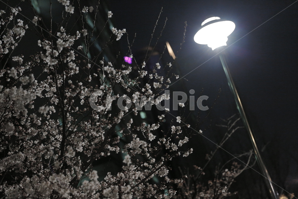벚꽃,봄,야경,Cherryblossom,봄꽃,산책,감성사진,달,밤하늘,봄,계절,spring,season,야경,밤,풍경,nightscape,night,landscape,식물,자연,plants,nature,꽃,flower,lighting,조명