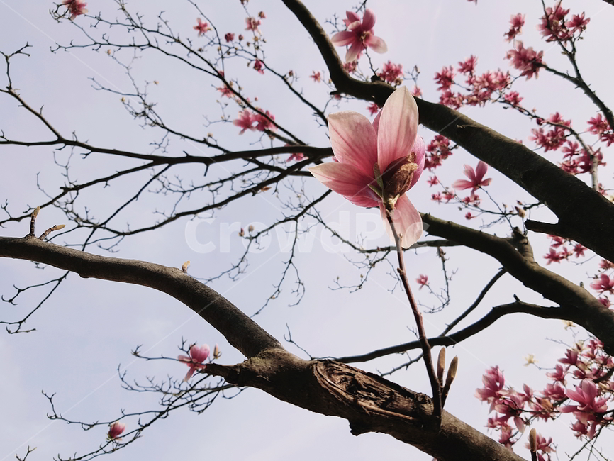 목련,목련꽃,자연,풍경,꽃,식물,플라워,식물,자연,plants,nature,꽃,flower