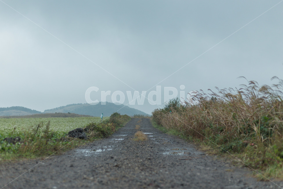 제주도,숲,가을,안개,하늘,풀,자연,풍경,nature,landscape,제주도,jeju,jeju island,asphalt,아스팔트,tarmac,타맥,road,도로,dirt road,흙길,gravel,자갈