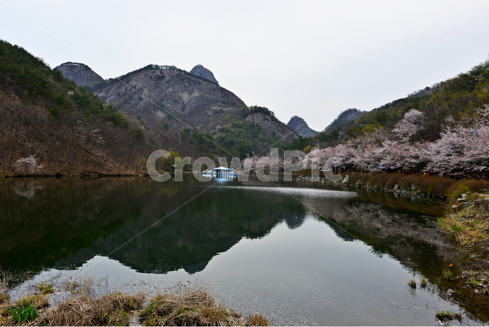전북,진안,탑영제,마이산,plant,식물,nature,자연,outdoors,water,옥외,물,경치,경관,풍경,벚꽃,산벚꽃,반영,마이산봄,봄,계절