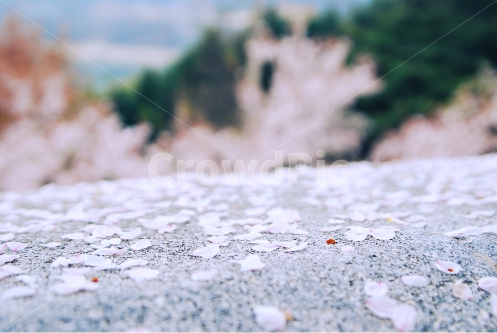 봄,봄날,벚꽃엔딩,벚꽃,꽃나무,벚꽃나무,필름,감성,풍경,식물,꽃4월,흩날리는,꽃가지,분홍색,spring,pink,몽환적,따스한,꽃구름,꽃잎,꽃길,계절,season,자연,plants,nature,flower,감정,sensible,feeling,emotion,봄소풍,소풍,감성사진,느낌,배경,백그라운드,바탕화면,친환경,꽃눈,봄,계절,spring,season,감성,sensible,feeling