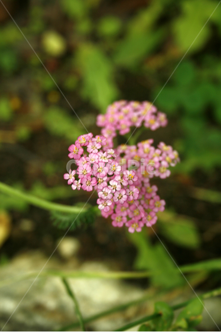 톱풀,식물,flower,plants,nature,꽃봉오리,꽃,식물,자연,plants,nature,꽃,flower