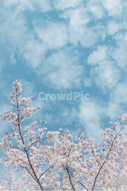 벚꽃,하늘,봄,꽃,감성,분홍,하늘색,cherryblossom,sky,spring,flower