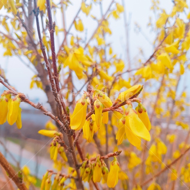 개나리,비온뒤개나리,봄,고요함,노랑색