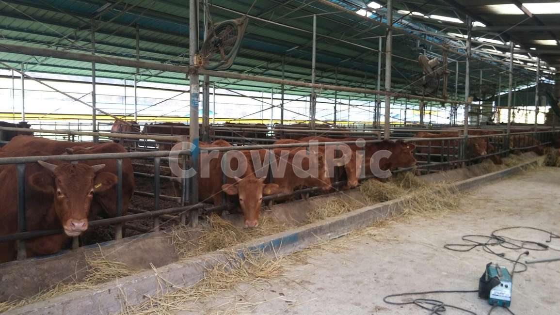 animal,동물,cow,소,가축,cattle,농장,축산,동물,animal,포유류,mammal
