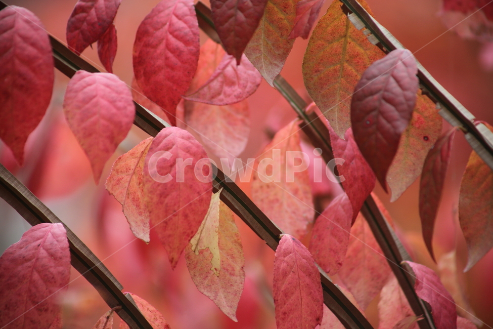 화살나무,단풍,잎,가을,redleaves,가을,계절,fall,autumn,season,식물,자연,plants,nature,leaf,plant,veins,정맥