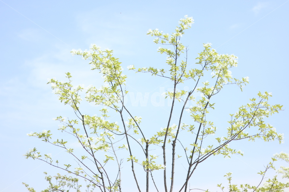 이팝나무꽃,흰색,봄,파랑하늘,맑음,식물,자연,plants,nature,나무,trees,wood
