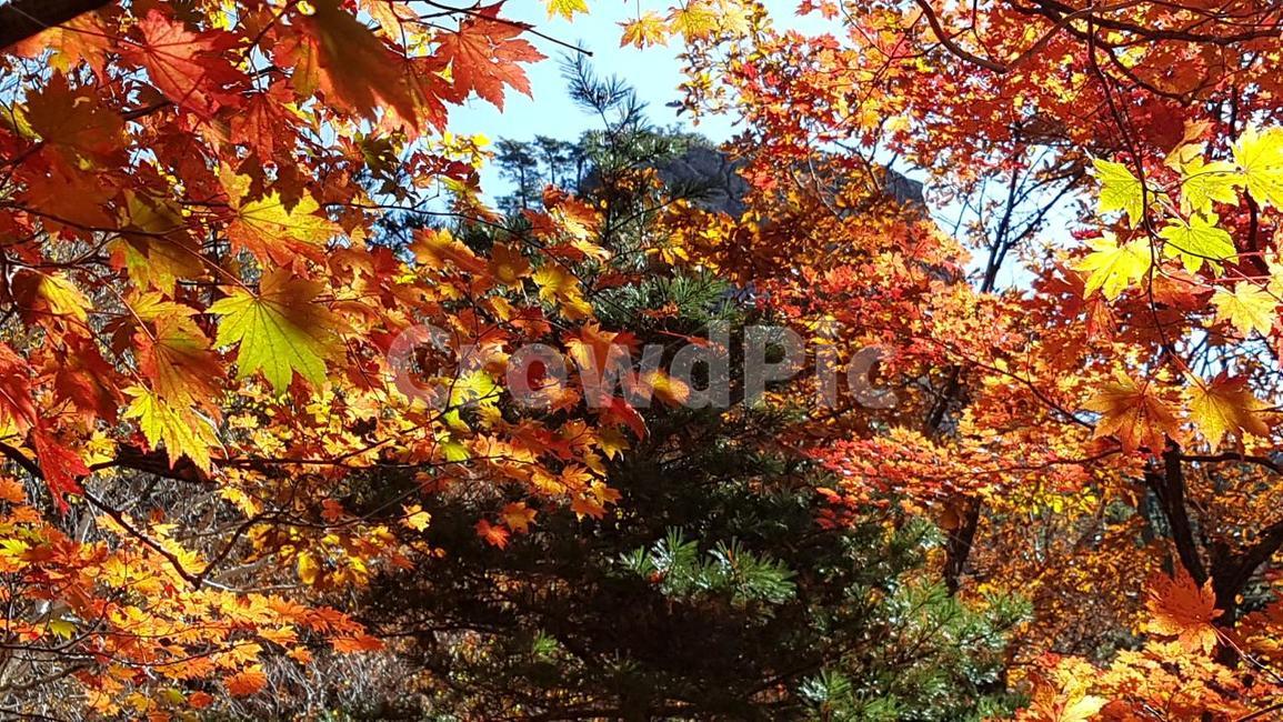 설악산,단풍,가을,오세암,가야동계곡,가을,계절,fall,autumn,season,자연,풍경,nature,landscape,plant,식물,leaf,잎,tree,나무,maple