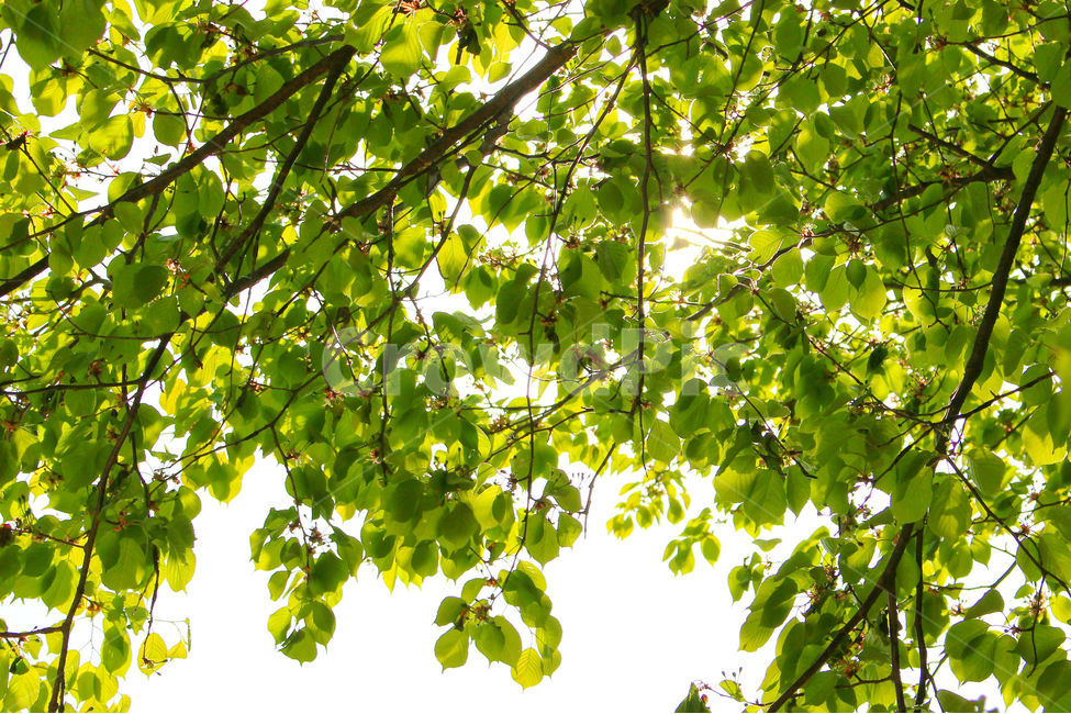 감성사진,풍경,자연,하늘,나무,잎,잎사귀,tree,green,식물,자연,plants,nature,휴식,힐링,rest,relaxation,healing