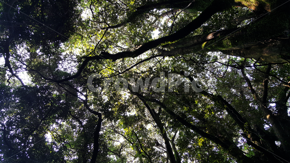 숲,숲속,나무,자연,하늘,식물,자연,plants,nature,나무,trees,wood