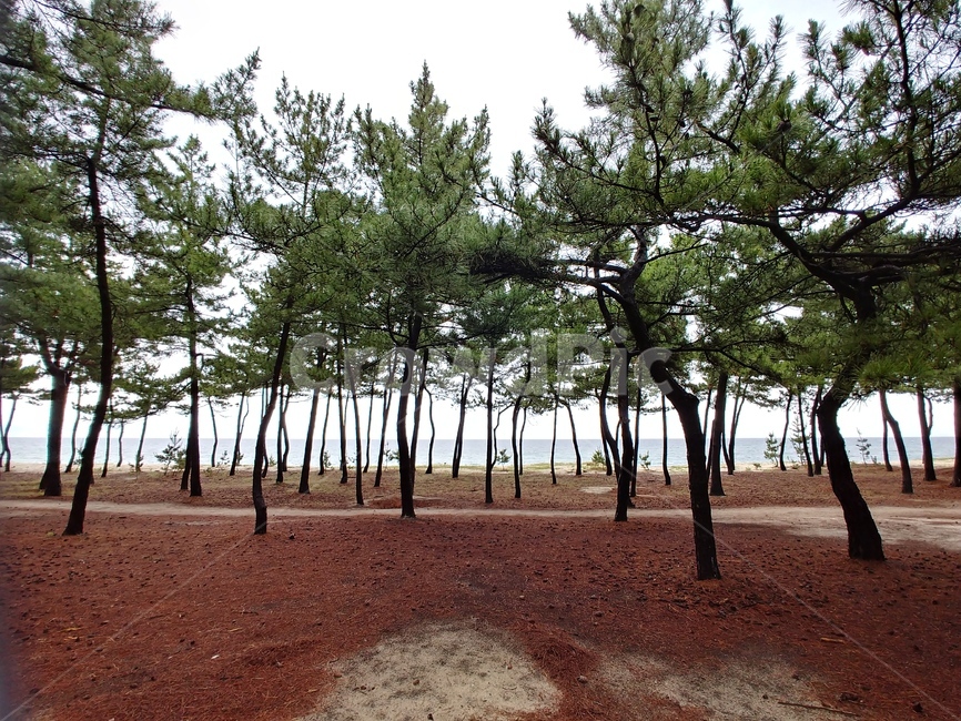 강원도,바다,솔밭,데크,소나무향,식물,자연,plants,nature,나무,trees,wood