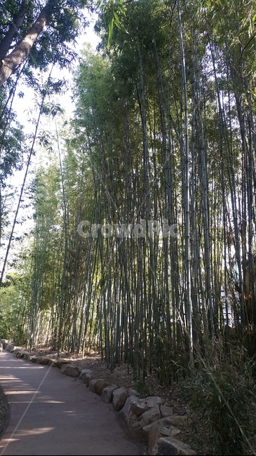 대나무,여름,초록색,길,bamboo,green,summer,cool
