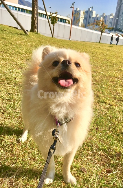 강아지,개,멍멍이,산책,반려견,가을,계절,fall,autumn,season,동물,animal,포유류,mammal,개,강아지,dog,doggy,strap,견장