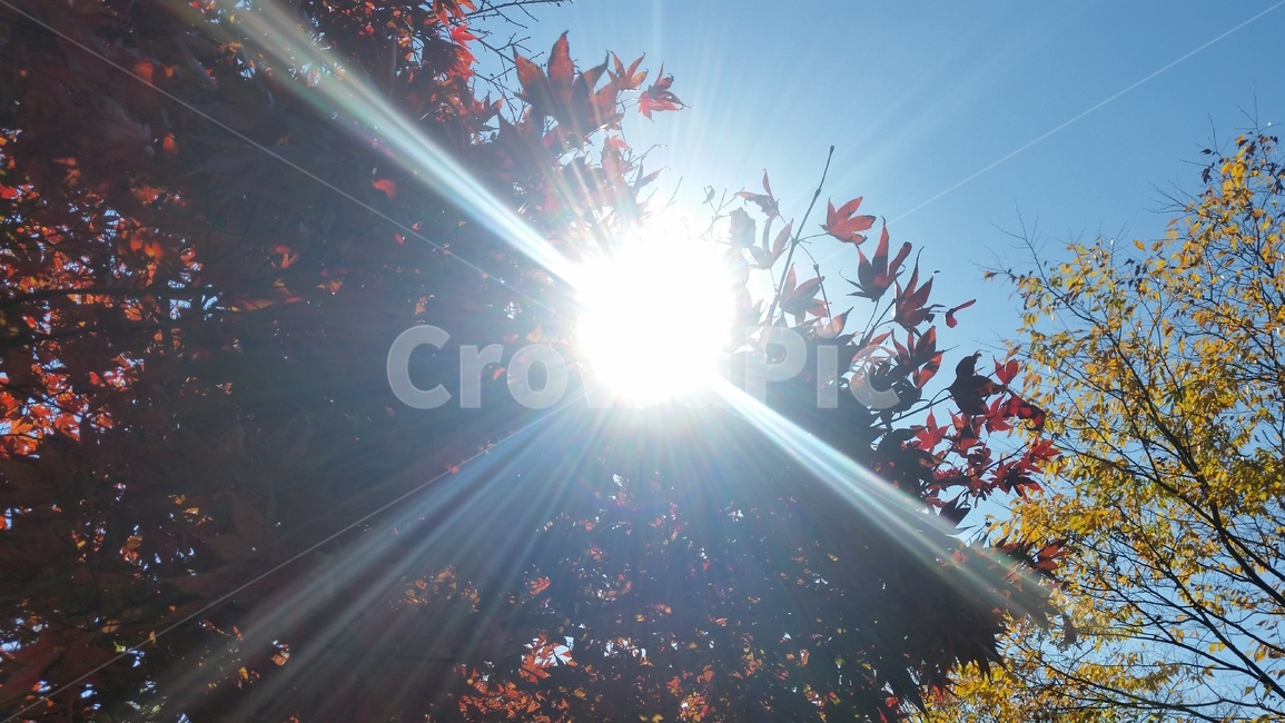 가을,낙엽,햇살,산책,단풍,가을,계절,fall,autumn,season,light,빛,flare,플레어,sunlight,햇빛