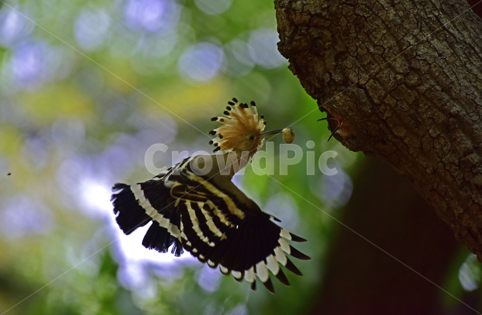 후드티,hoopoe,upupaepops,철새,여름철새,조류,여름새,파도비행,오디새,동물,animal,조류,새,birds