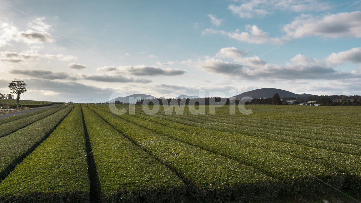 field,들,제주도,하늘,녹차밭,녹차,greentea,자연,풍경,nature,landscape