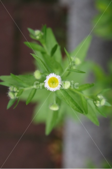 꽃,식물,흰색,노랑,초록,flower,plants,white,yellow,green,hana,shokubutsu,shiro,kiiro,midori,자연,nature,식물,자연,plants,nature,꽃,flower