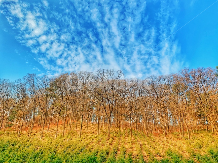 자연,공원,광릉수목원,가을,나무,human,tree,식물,잔디,plant,자연,풍경,nature,landscape