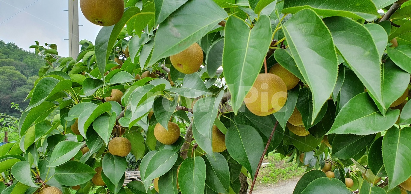 돌배,과일,식물,자연,배,pear,friut,plants,nature