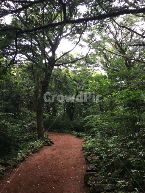 여름,오솔길,자연,제주도,jejuisland,자연,풍경,nature,landscape,path,통로,plant,식물,tree,나무,ground,바닥