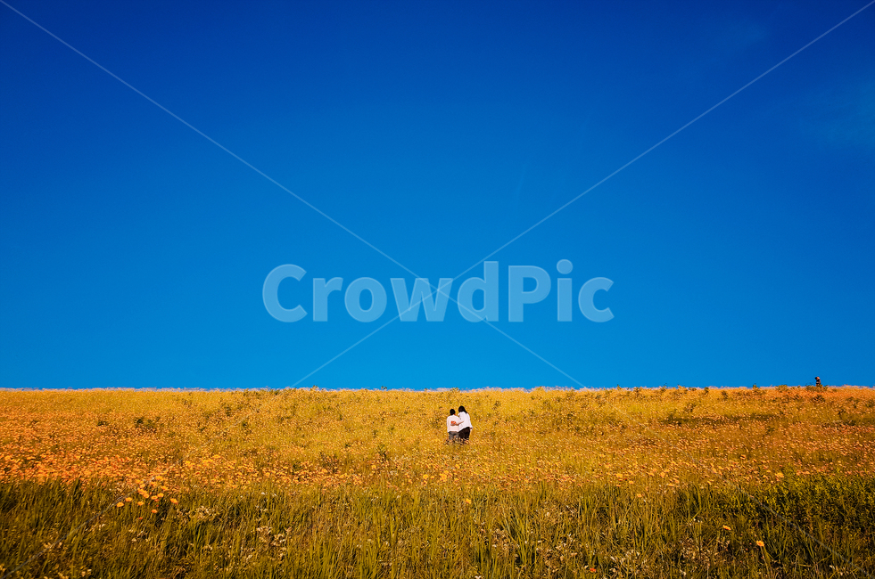 풍경,감성사진,여행,한국랜드마크,자연,가을,계절,fall,autumn,season,자연,풍경,nature,landscape,grassland,목초지,field,들,outdoors,옥외