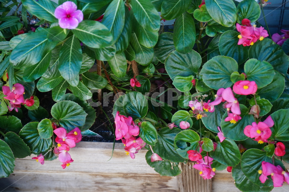 장미,장미꽃,식물,flower,plant,식물,자연,plants,nature,꽃,flower