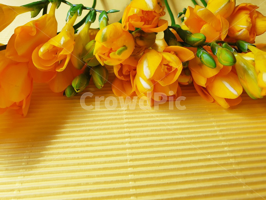 plant,식물,flower,꽃부케,꽃,꽃꽂이,flowerbouquet,노랑,봄,봉우리,꽃다발