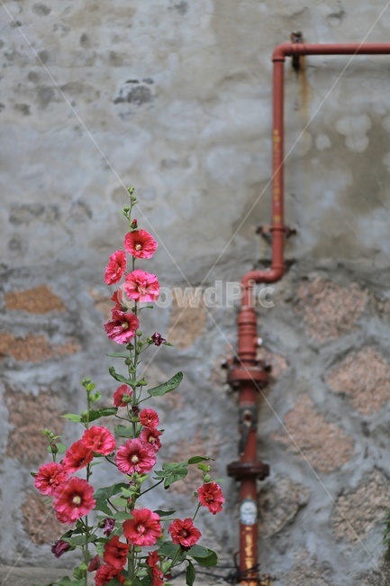 꽃,벽,파이프,가스관,붉은꽃,옹벽,flower,wall,식물,자연,plants,nature,꽃,flower