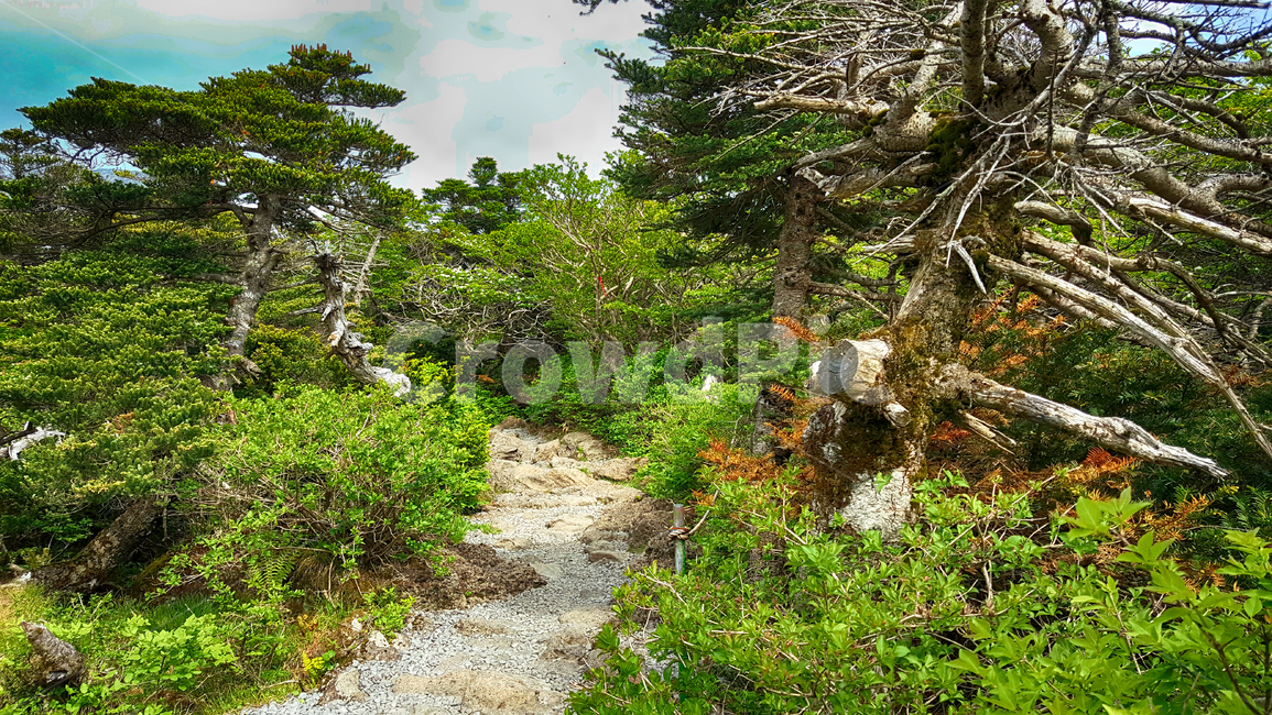 한라산,한라산영실코스,영실코스,한라산등산로,한라산풍경,한라산숲길,숲길,숲,나무,tree,식물,plant,나무줄기,등산로풍경,풍경,자연,자연,풍경,nature,landscape