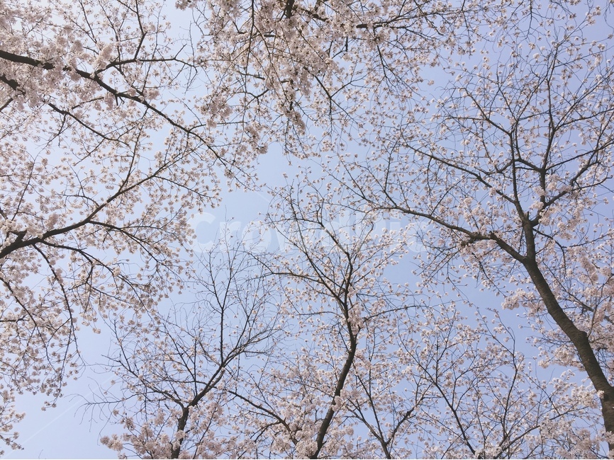 봄,벚꽃,하늘,풍경,spring,봄,계절,spring,season,자연,풍경,nature,landscape,plant,식물,tree,나무,tree trunk,나무 줄기
