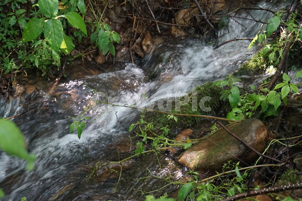 자연,시냇물,풀내음,초록잎,물,자연,풍경,nature,landscape,water,outdoors,옥외,stream,흐름,creek,작은 만