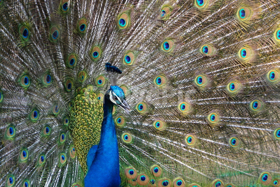 공작새,동물,조류,새,동물원,동물,animal,조류,새,birds