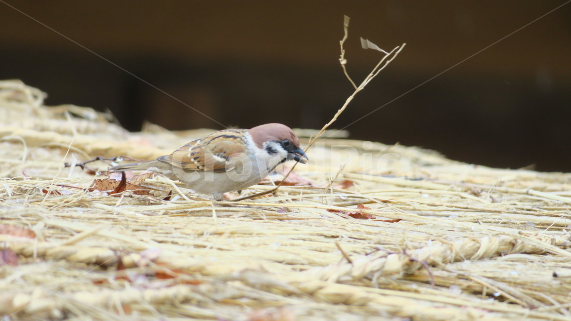animal,동물,sparrow,참새,bird,동물,animal,조류,새,birds