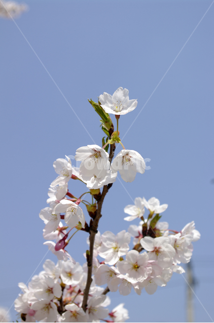 벚꽃,봄,flower,plant,식물,봄,계절,spring,season,식물,자연,plants,nature,꽃,flower